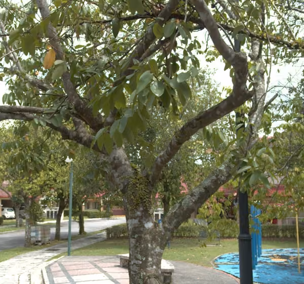 tree photo
