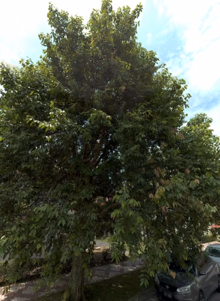 tree photo