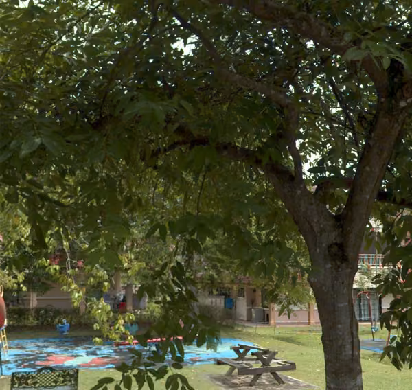 tree photo