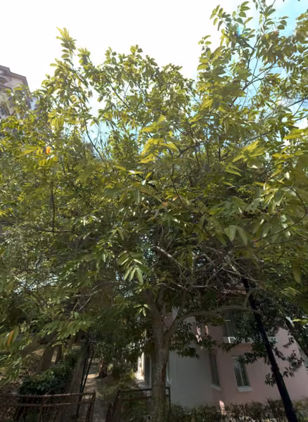 tree photo