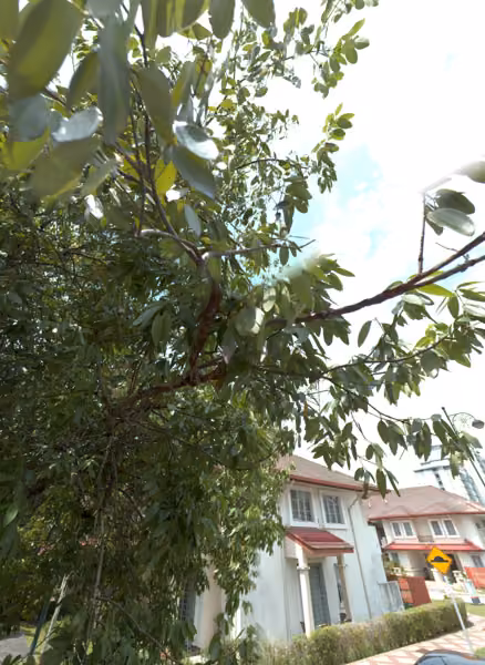 tree photo