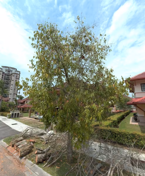 tree photo
