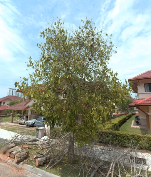 tree photo
