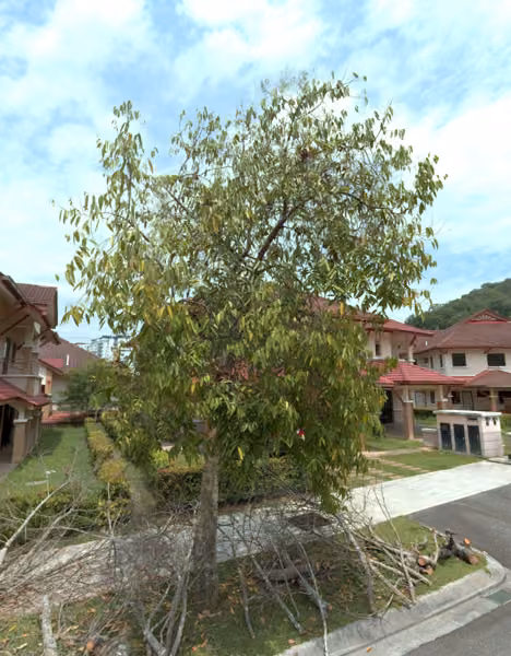 tree photo