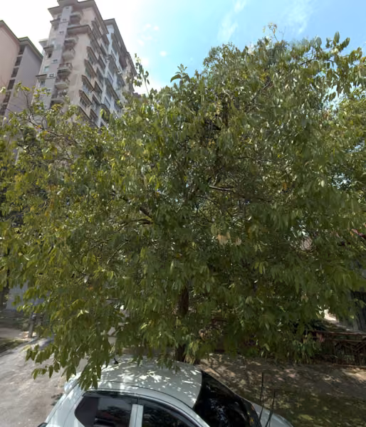 tree photo