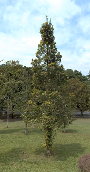 tree photo