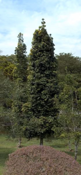 tree photo