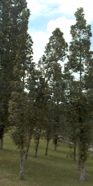 tree photo