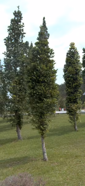tree photo