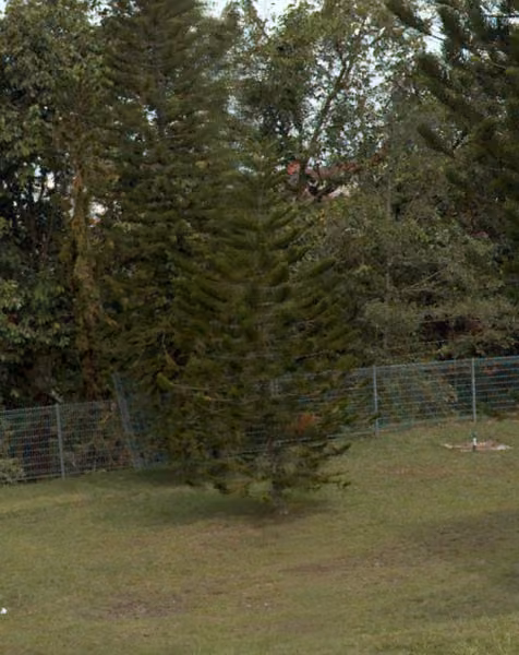tree photo