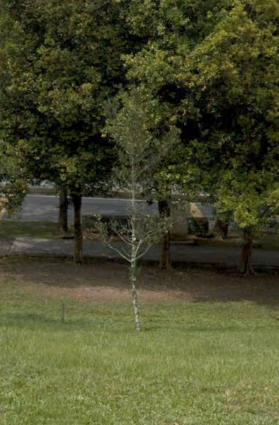 tree photo