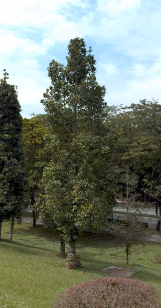 tree photo