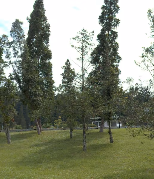 tree photo