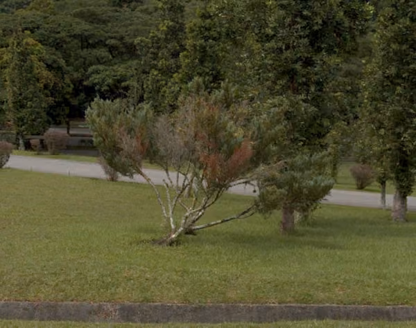 tree photo