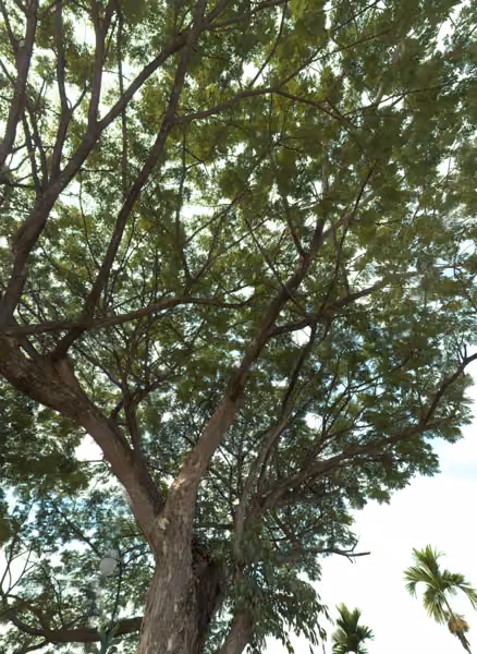 tree photo
