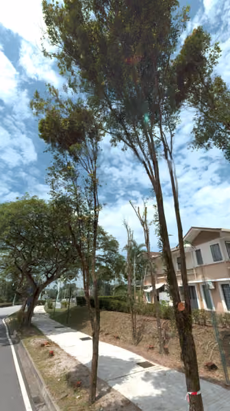 tree photo