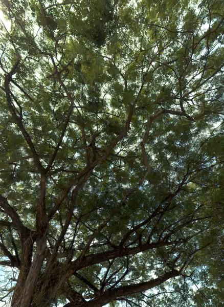 tree photo