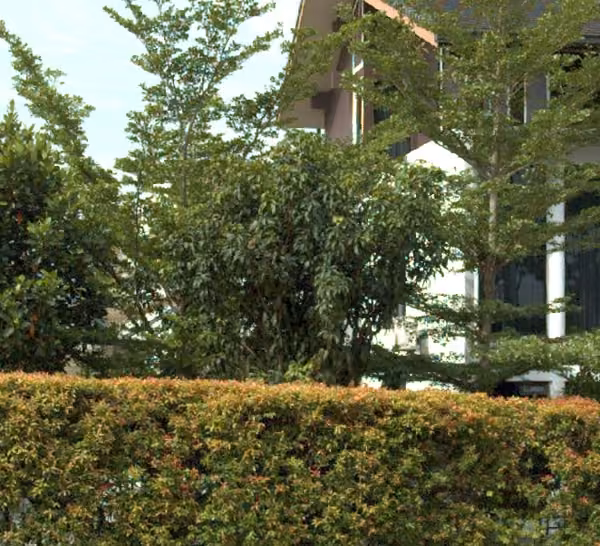 tree photo