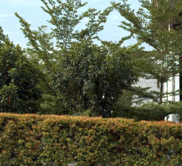 tree photo