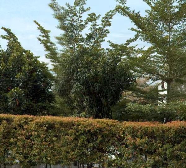 tree photo