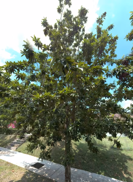 tree photo