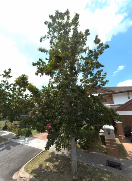 tree photo