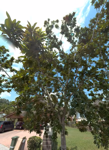 tree photo