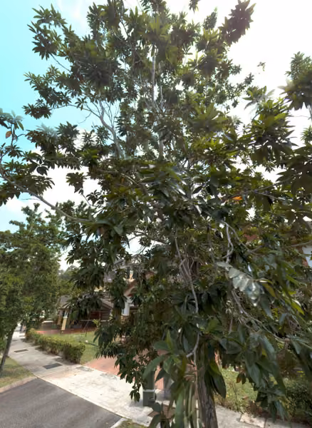 tree photo
