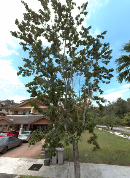 tree photo