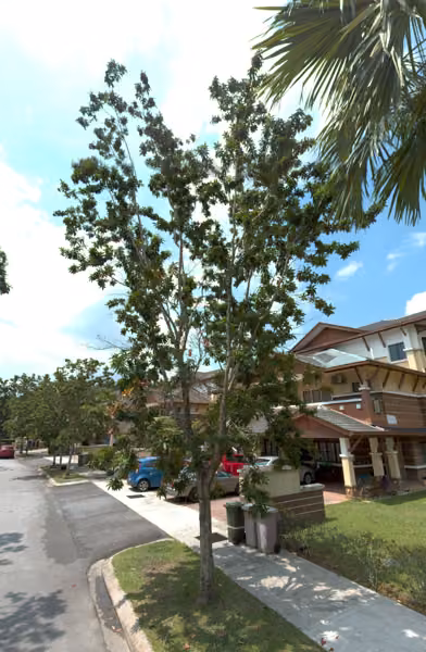 tree photo