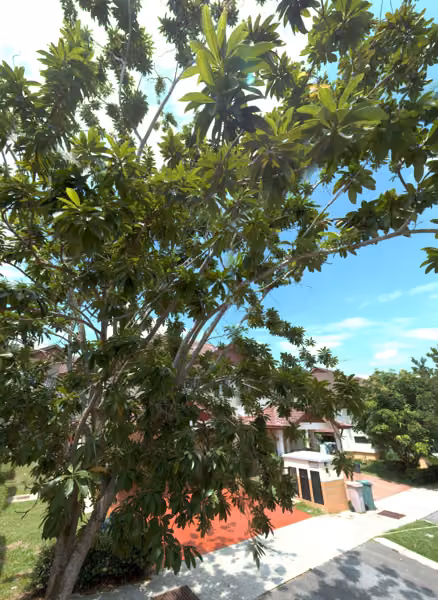 tree photo