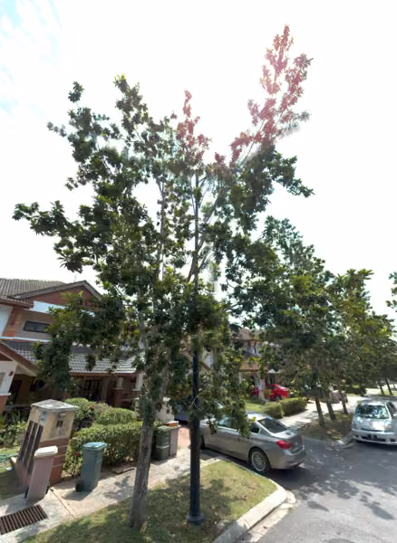 tree photo