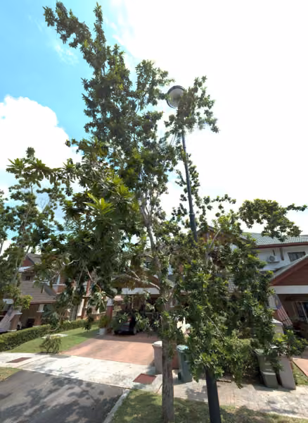tree photo