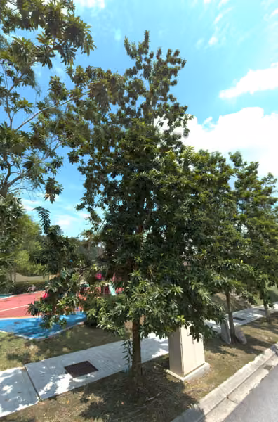 tree photo