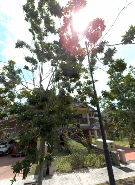 tree photo