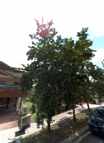 tree photo