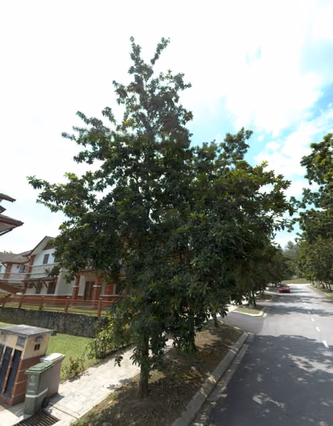 tree photo
