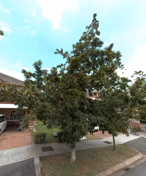 tree photo
