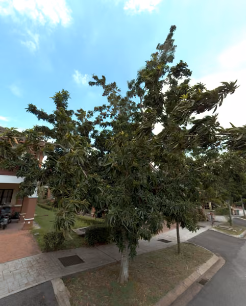 tree photo