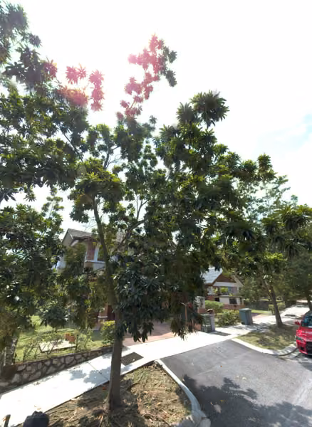 tree photo