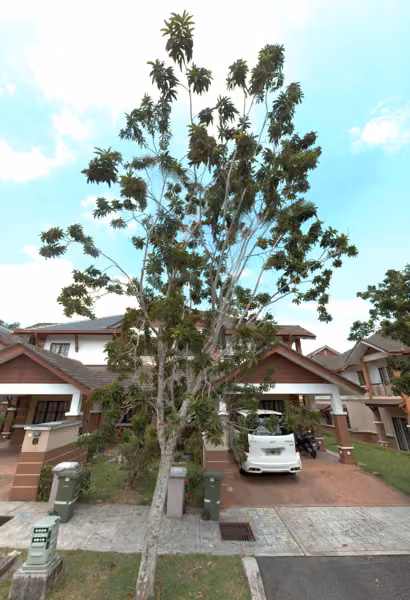 tree photo