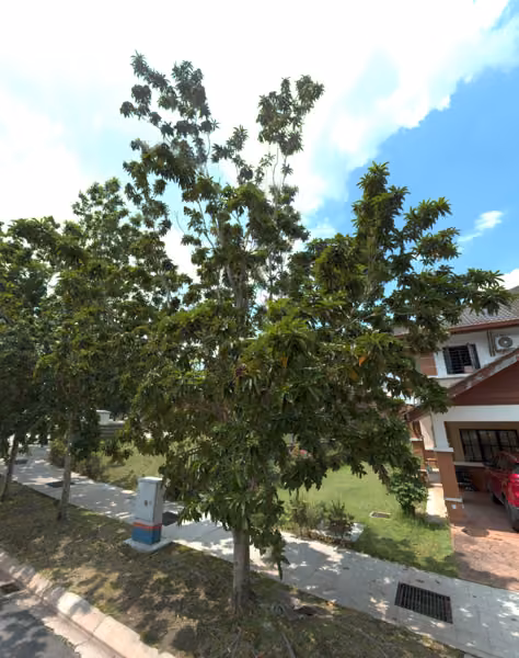 tree photo
