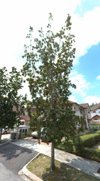 tree photo