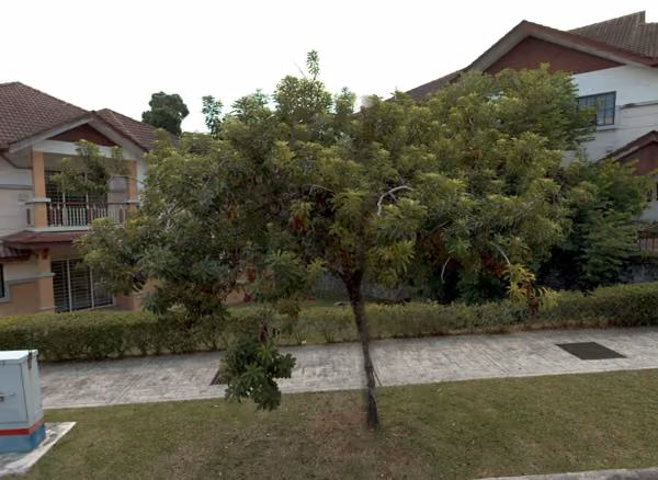 tree photo