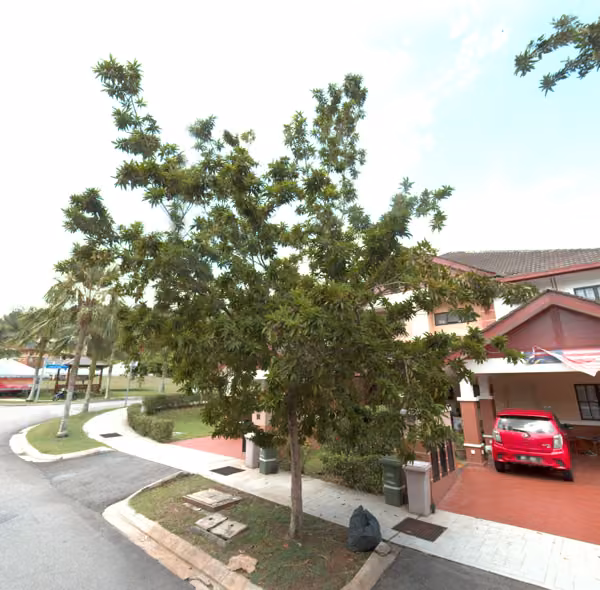 tree photo
