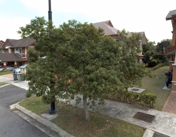 tree photo