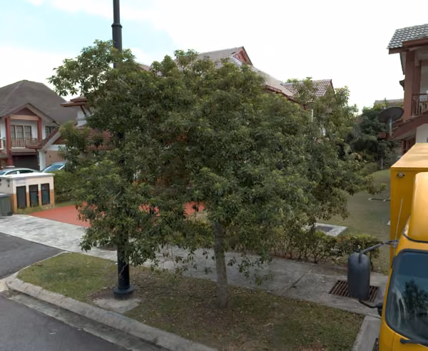 tree photo