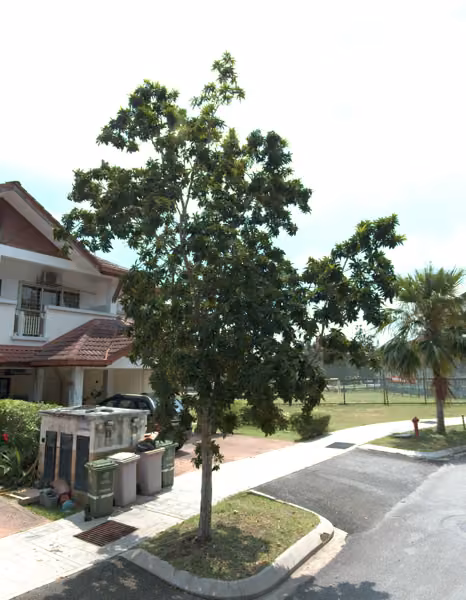 tree photo