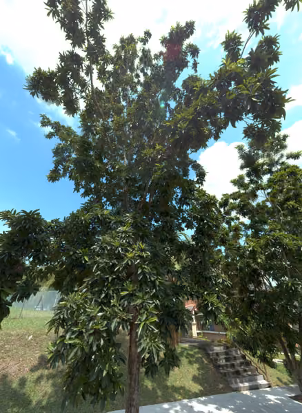 tree photo