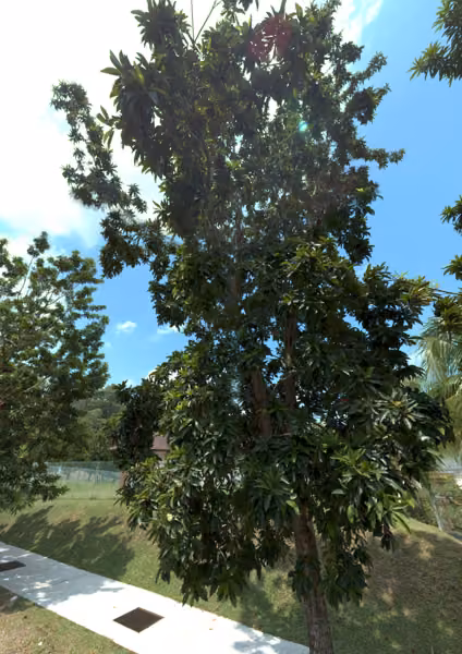 tree photo